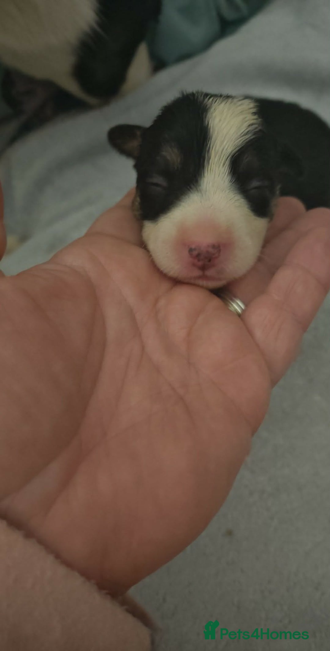 Border Collie dogs for sale: Border Collie Puppies  - Advert 5