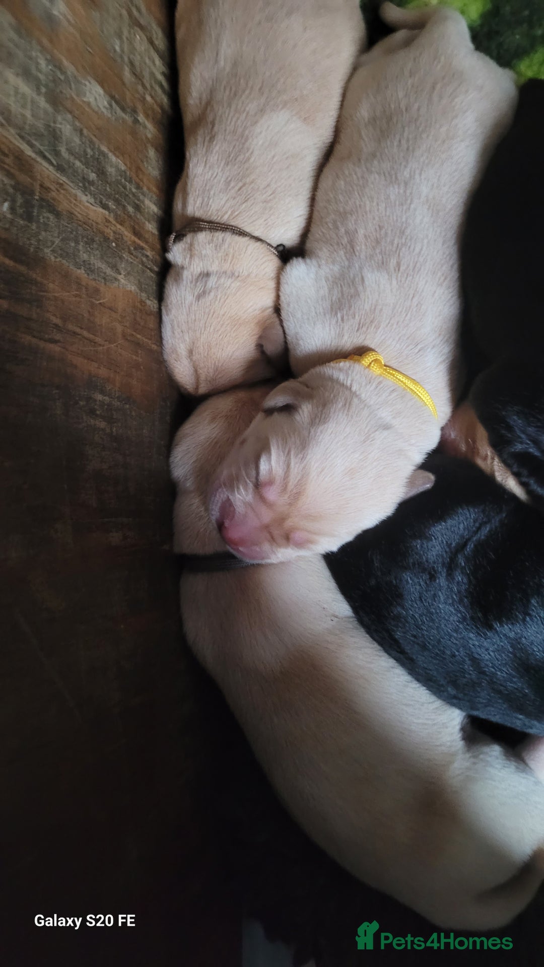 Labrador Retriever dogs for sale: 6 beautiful Labrador (all reserved)  - Advert 24