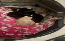 Ragdoll cats for sale: Ragdoll x Russian blue kittens  - Image 2