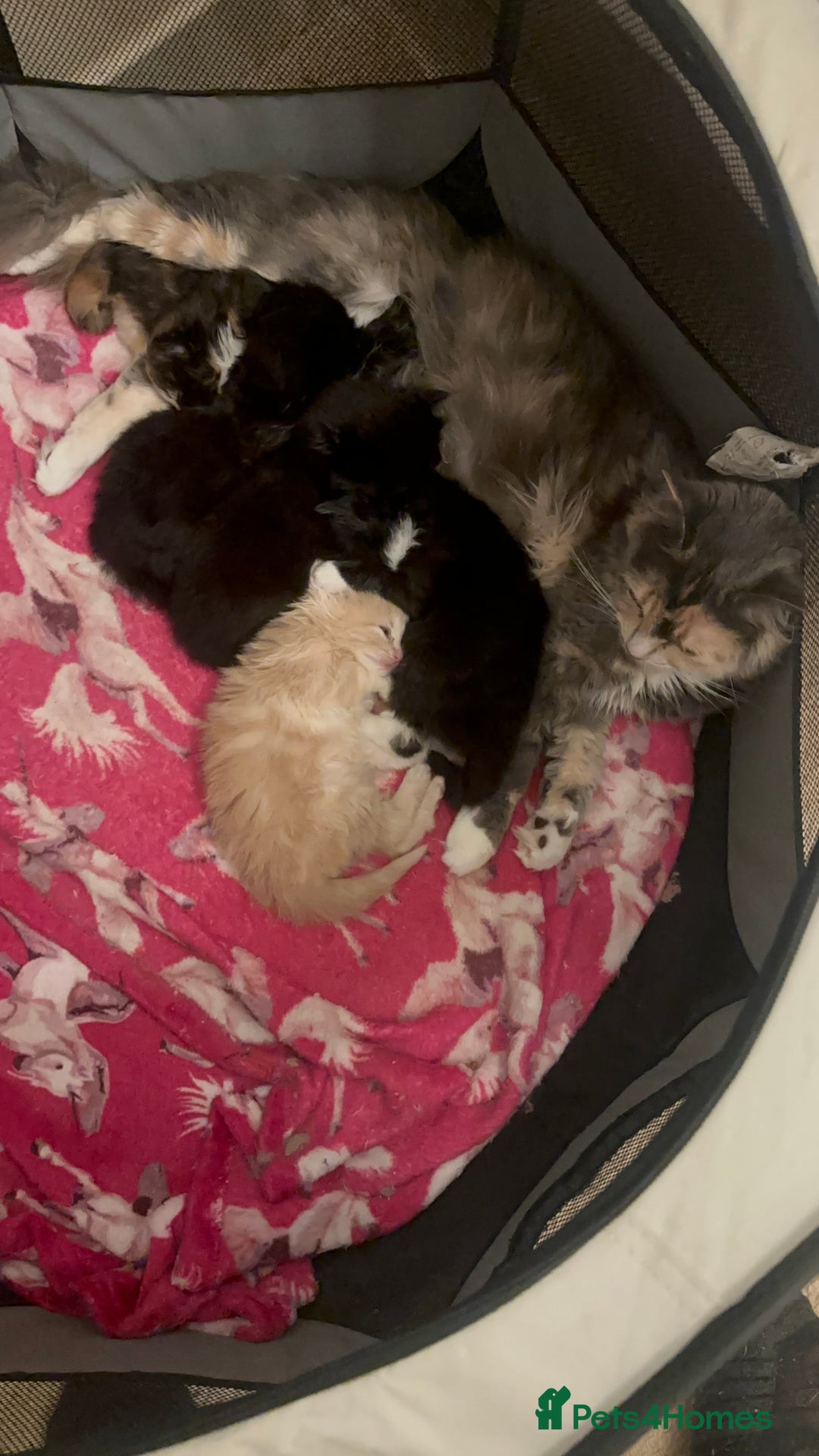 Ragdoll cats for sale: Ragdoll x Russian blue kittens  - Image 2