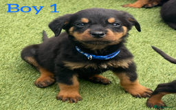Rottweiler dogs for sale: 6 beautiful Rottweiler puppies for sale  - Image 2