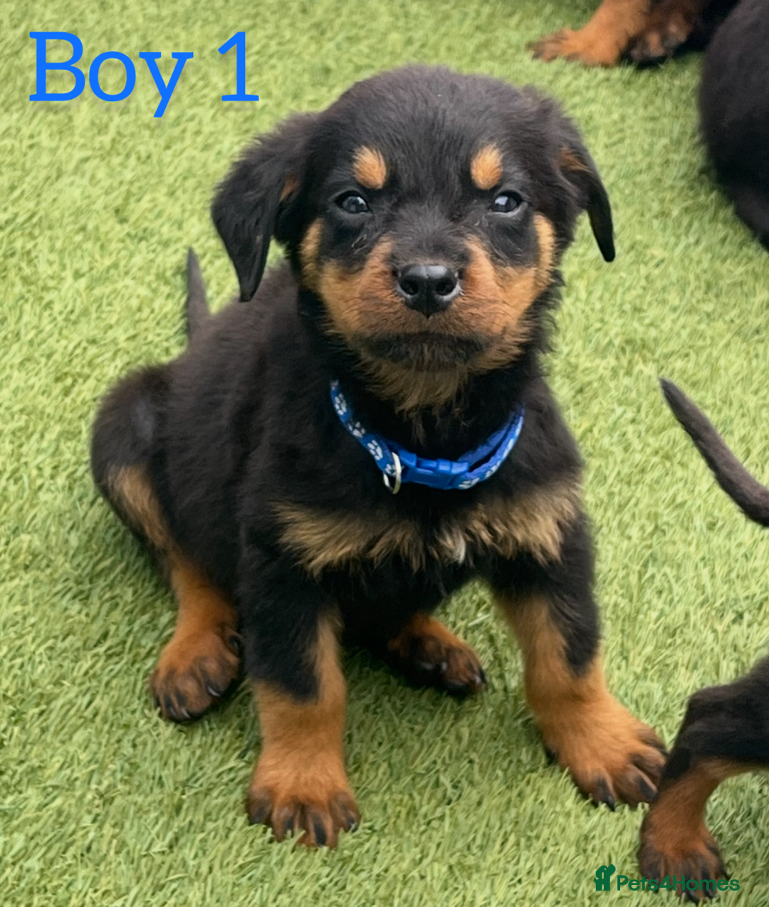 Rottweiler dogs for sale: 6 beautiful Rottweiler puppies for sale  - Image 2