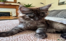 Maine Coon cats for sale: Stunning Black Smoke TiCA kittens  - Image 36