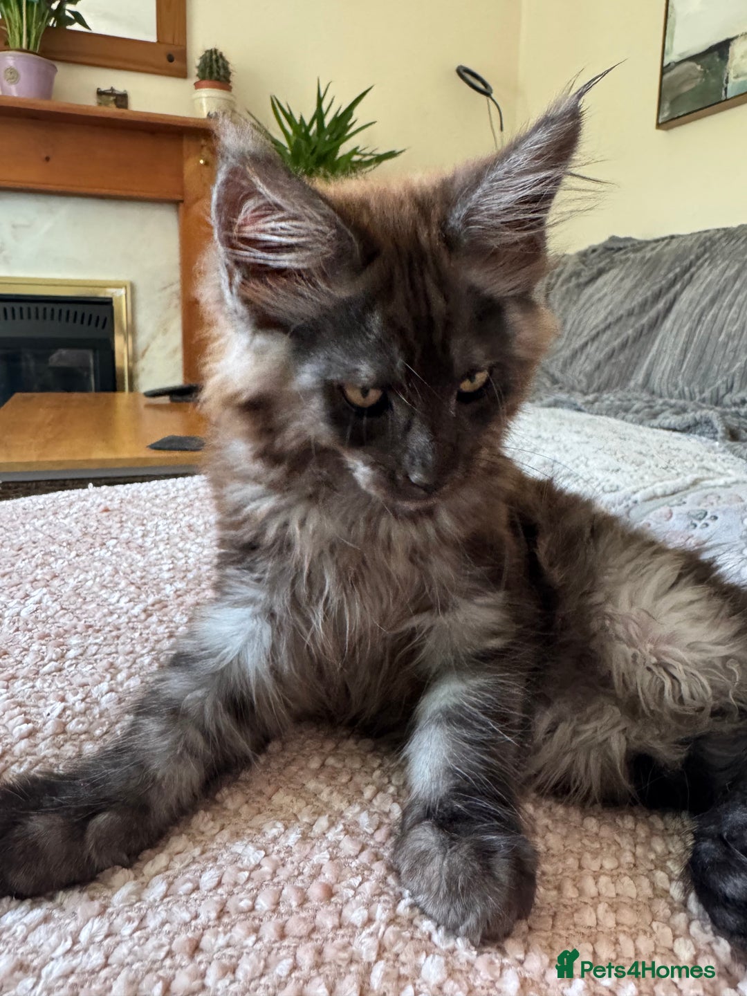 Maine Coon cats for sale: Stunning Black Smoke TiCA kittens  - Image 36