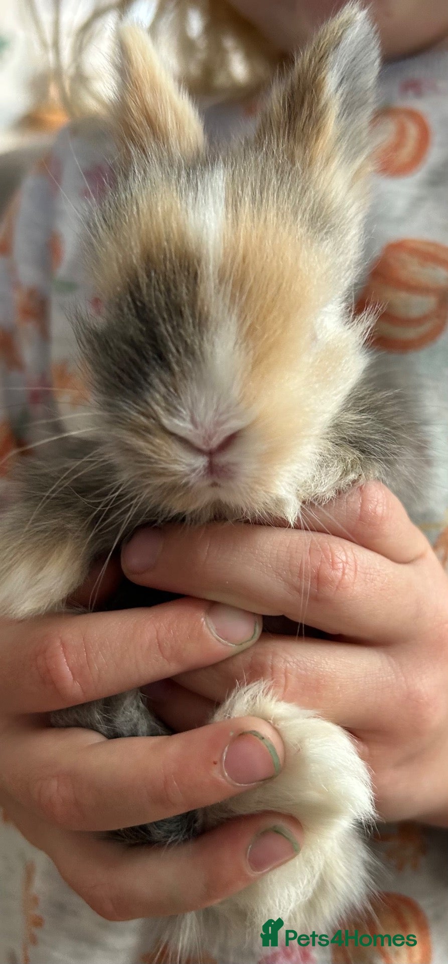 Lionhead rabbits Quality Double-maned Lionhead Rabbits 🐰 - Advert 18