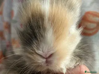 Lionhead rabbits Quality Double-maned Lionhead Rabbits 🐰 - Advert 18