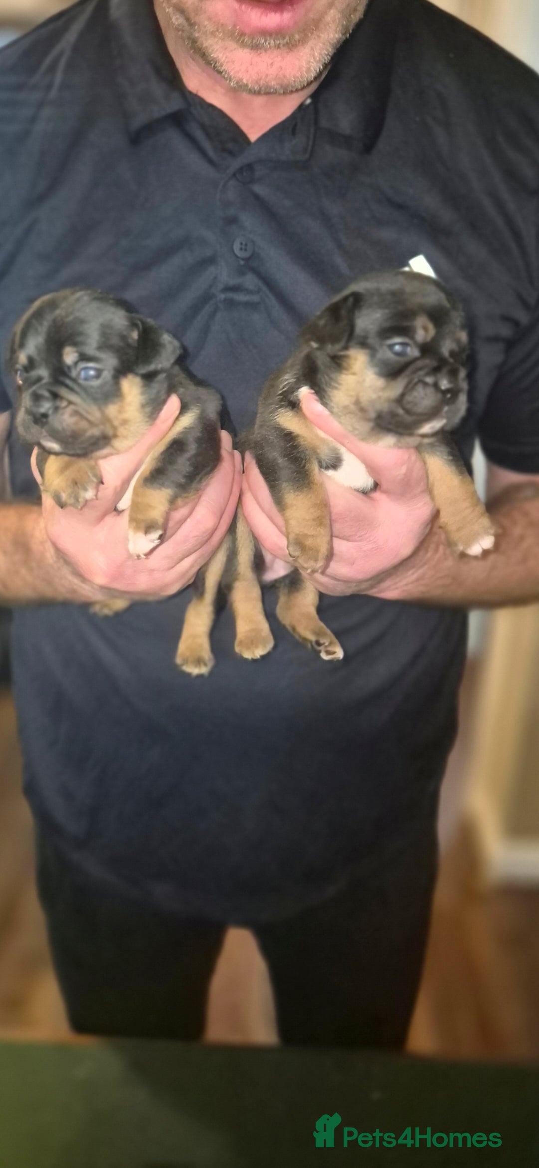 Mixed Breed dogs for sale: French bulldog x jack russell - Advert 3