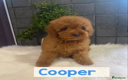 Miniature Poodle dogs for sale: Gorgeous Red Minature Poodles Puppies  - Image 20