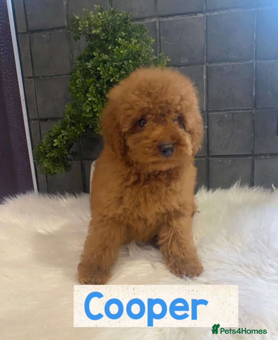 Miniature Poodle dogs for sale: Gorgeous Red Minature Poodles Puppies  - Image 20