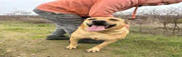 Mixed Breed dogs for adoption: Thor - Dereham Norfolk  in Dereham - Advert 15