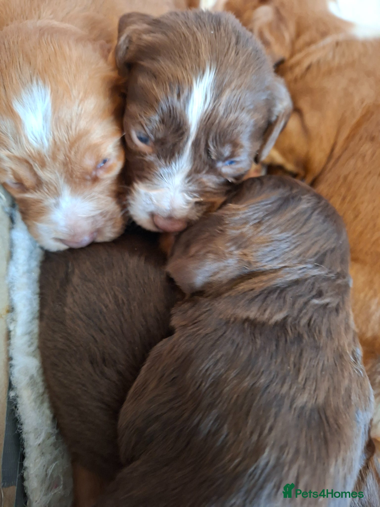 Cocker Spaniel dogs Cocker spaniel puppies - Advert 6