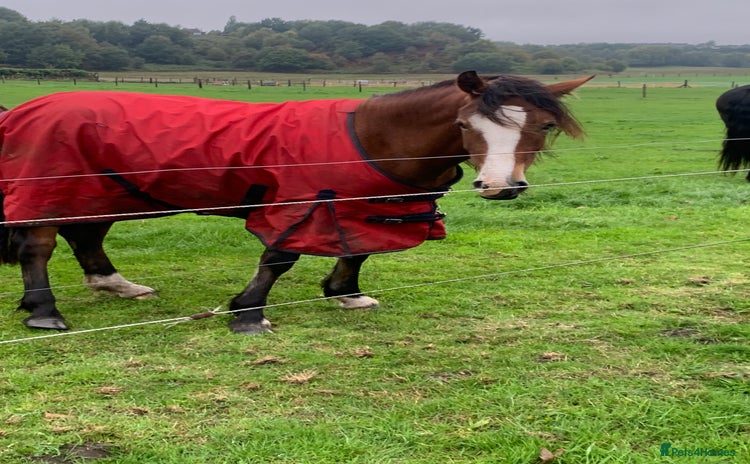Riding pony horses - Advert 1