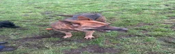 German Shepherd dogs for sale: 4 year old German Shepard  - Advert 6
