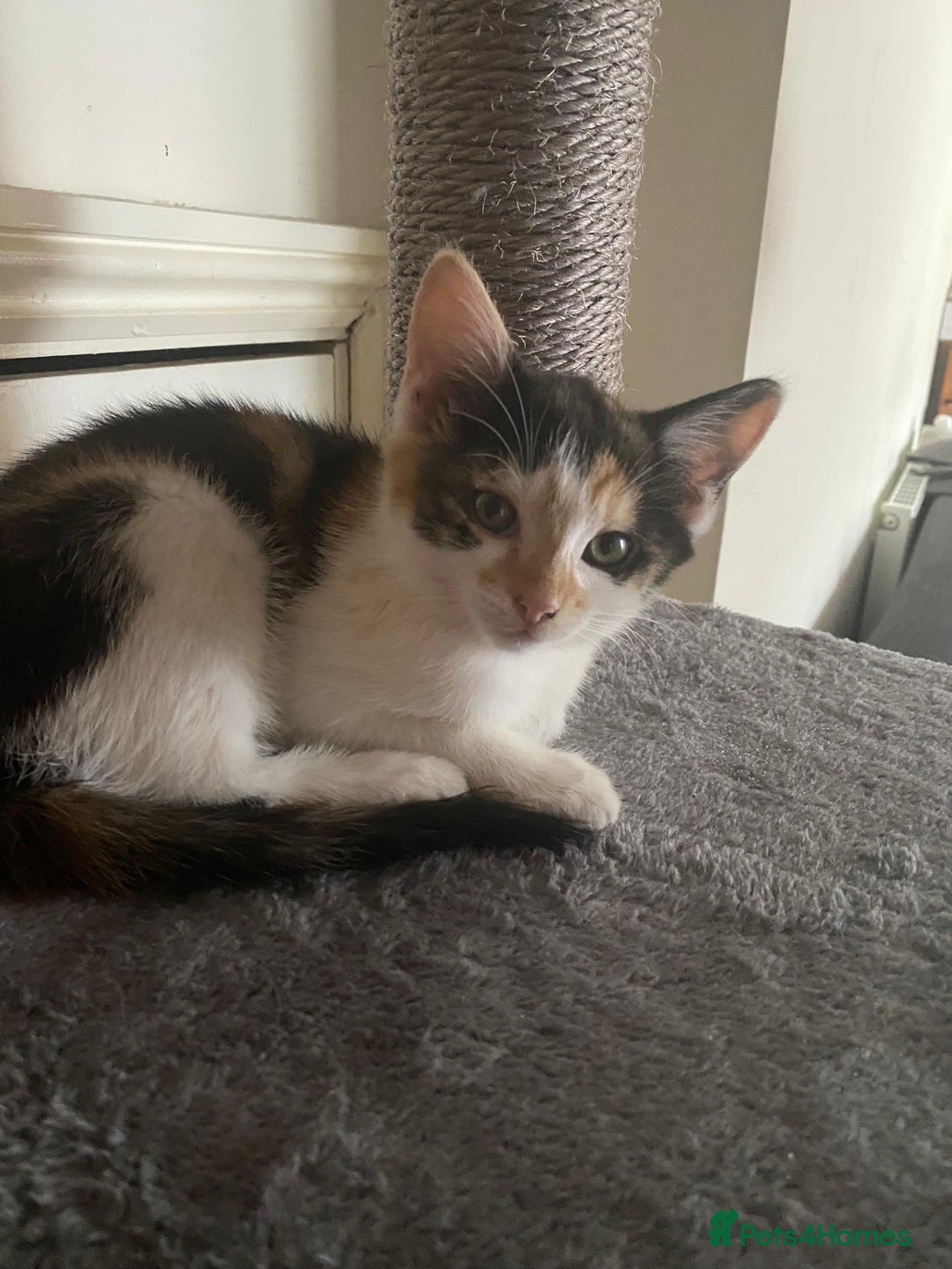 Mixed Breed cats for sale: One female kitten left💕 - Image 7