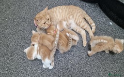 British Shorthair cats for sale: Gorgeous British Shorthair Kittens for SALE - Image 14