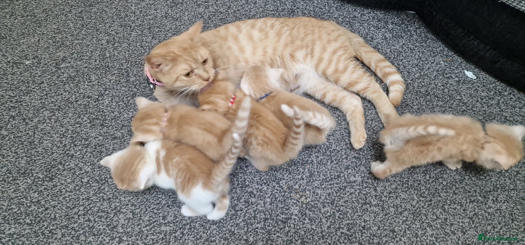 British Shorthair cats for sale: Gorgeous British Shorthair Kittens for SALE - Image 14