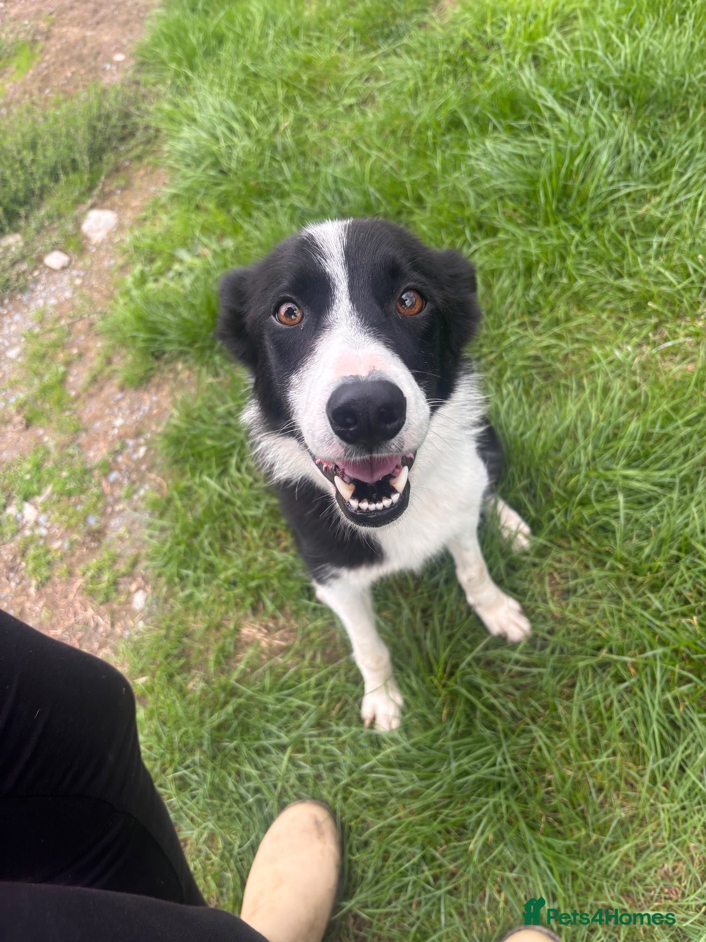 Border Collie dogs Jan 5 Years Old - Advert 5