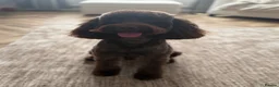 Cockapoo dogs for stud: Stud. in Wallsend - Advert 3