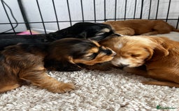 Cocker Spaniel dogs for sale: 🐾 Adorable Cocker Spaniel Puppies for Sale! 🐾  - Image 20