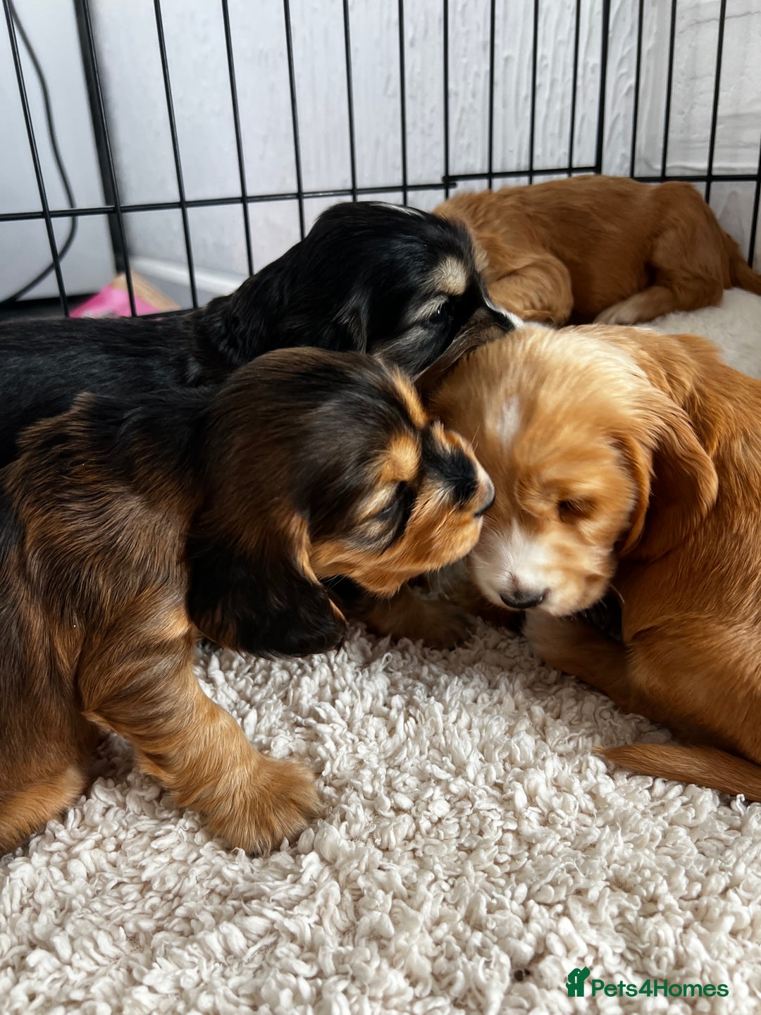Cocker Spaniel dogs for sale: 🐾 Adorable Cocker Spaniel Puppies for Sale! 🐾  - Image 20