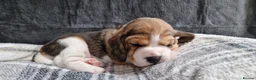 Beagle dogs for sale: 1 male, rkc registered, family reared puppy - Advert 10