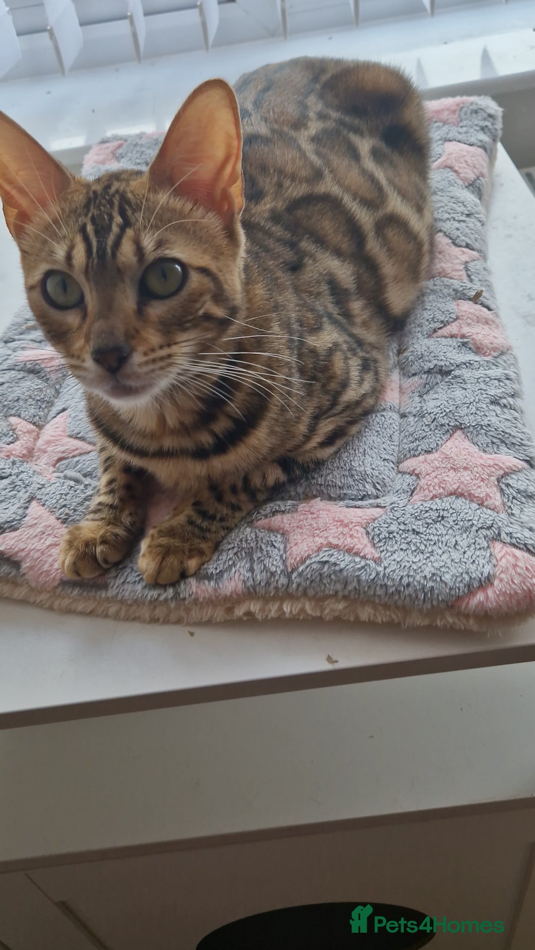Bengal cats for sale: Beautiful lady ❤️  - Image 8