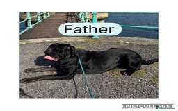 Cane Corso dogs for sale: Last 2 cane corso girls  - Image 10