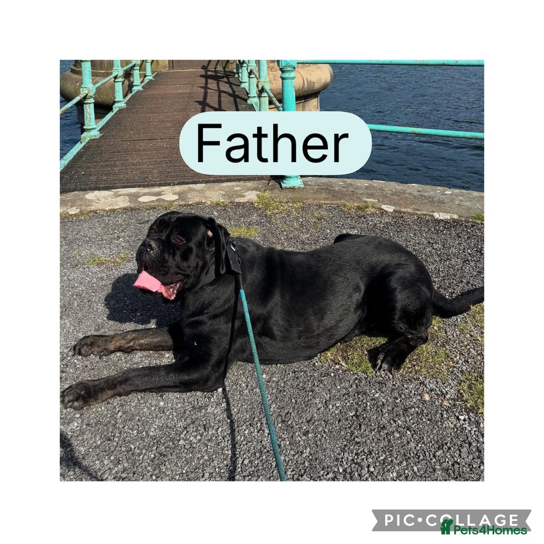 Cane Corso dogs for sale: Last 2 cane corso girls  - Image 10