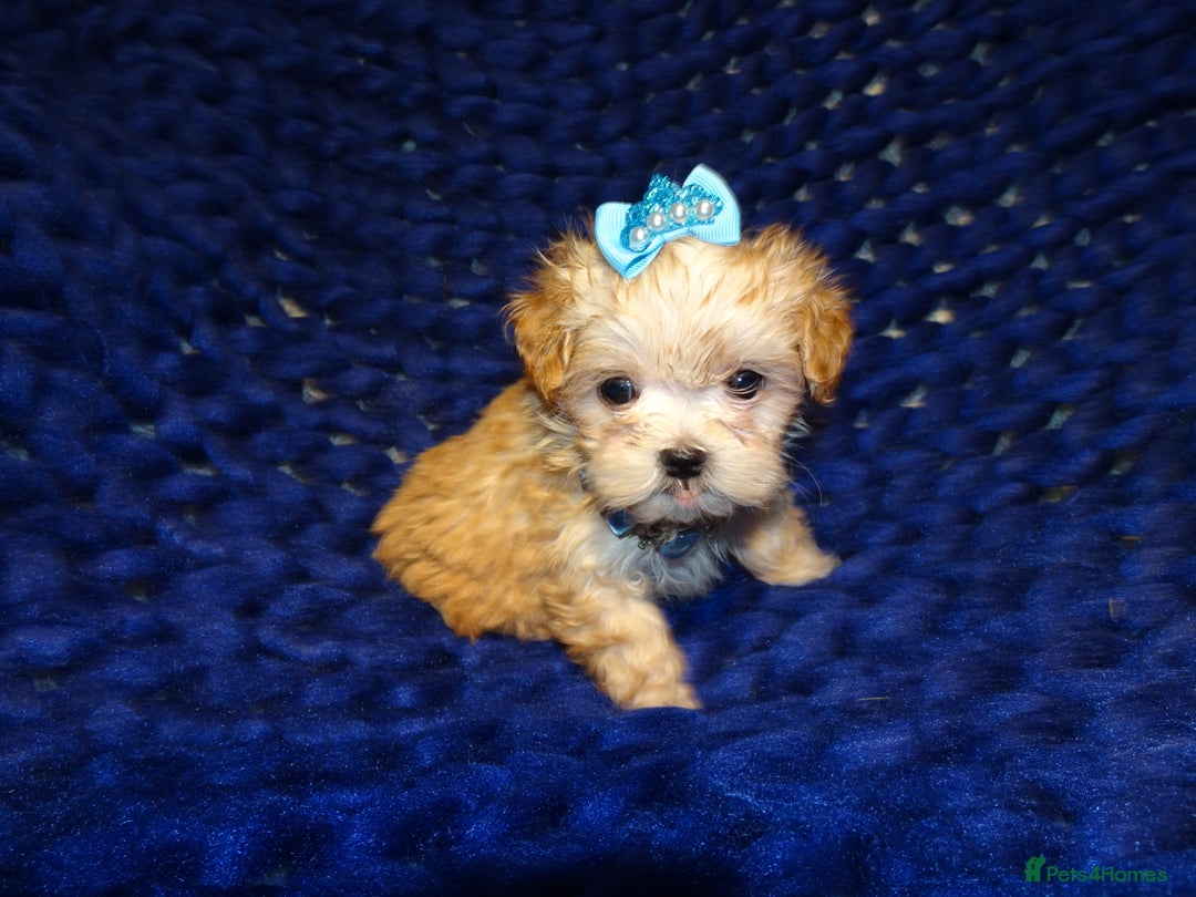 Maltipoo dogs for sale: *Micro Tiny F1 Maltese x Toy Poodle Maltipoo Pup* - Image 5