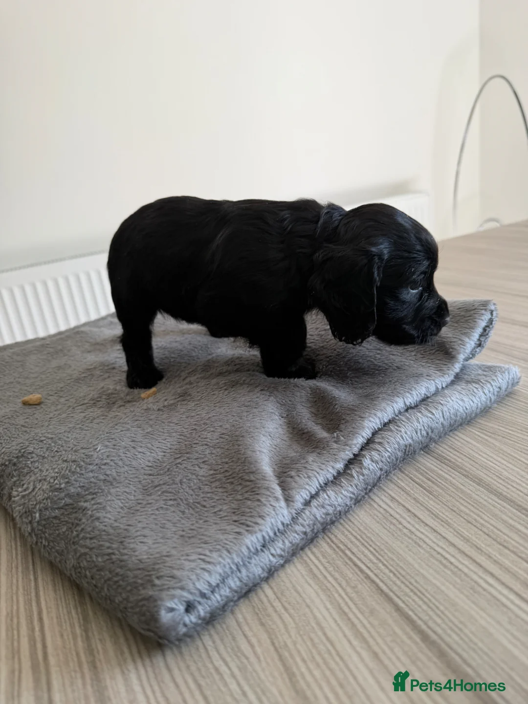 Cocker Spaniel dogs for sale: Gorgeous cocker spaniel (worker) girls - Advert 9