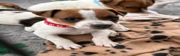 Jack Russell dogs for sale: KC Registered Jack Russell Puppies - Advert 10