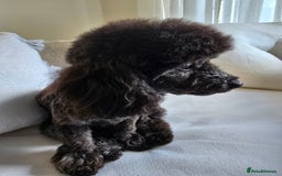 Toy Poodle dogs for sale: Asian toy poodle  - Image 11