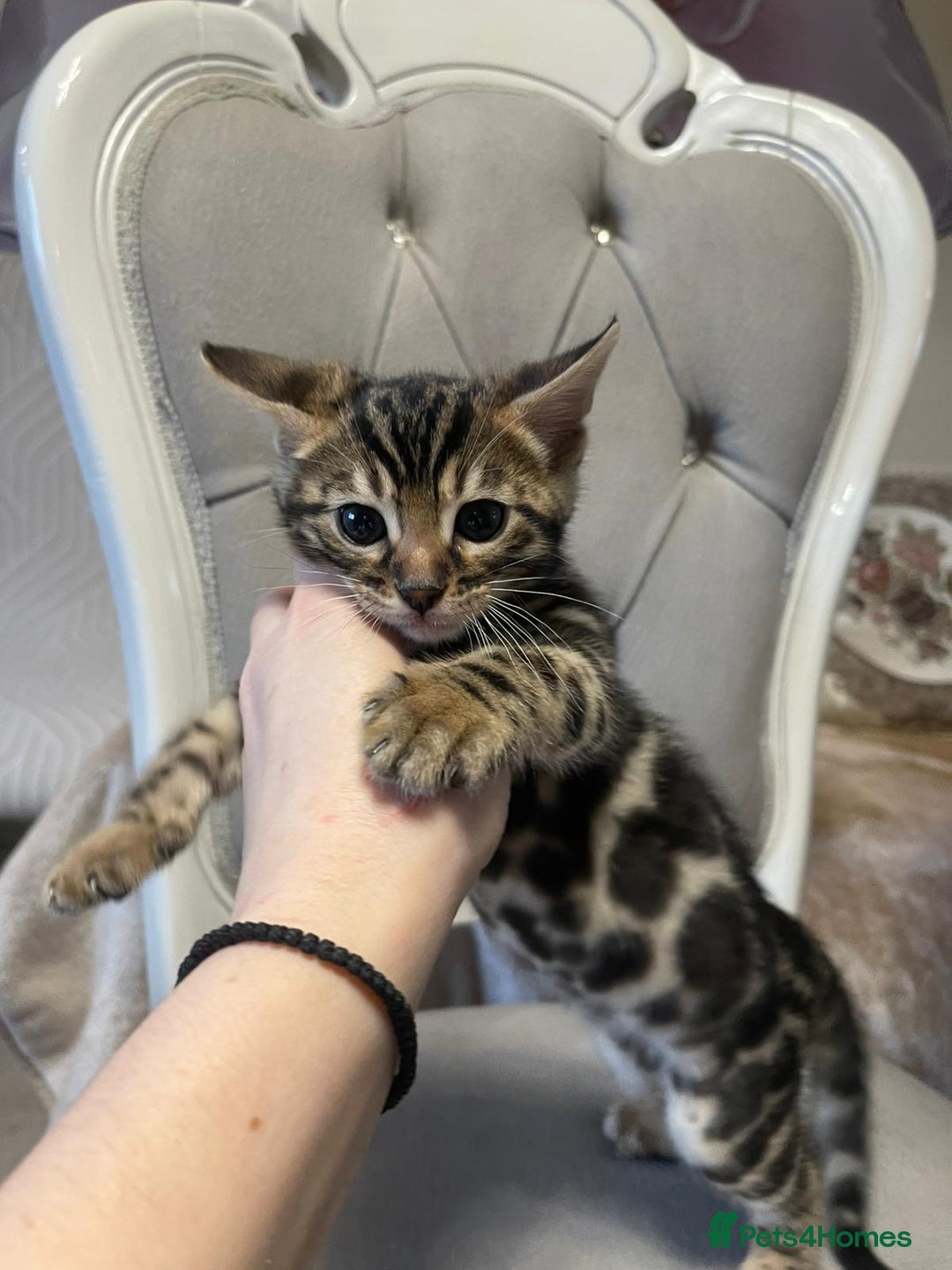 Bengal cats for sale: 5 Outstanding bengal kittens ready for a family  - Advert 1