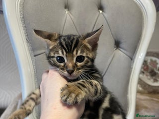 Bengal cats 5 Outstanding bengal kittens ready for a family - Advert 2