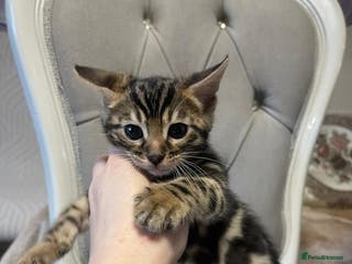 Bengal cats 5 Outstanding bengal kittens ready for a family - Advert 15