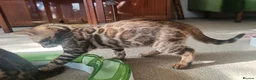 Bengal cats for sale: Cuddly and beautiful pedigree bengal kittens - Advert 32