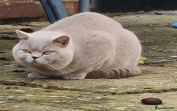 British Shorthair cats for stud: Lilac BSH stud duties GLOUCESTERSHIRE in Cheltenham - Image 1