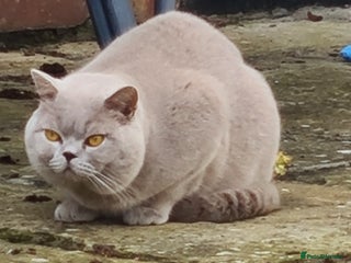 British Shorthair cats in Cheltenham - Advert 4