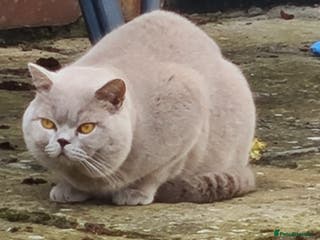 British Shorthair cats LILAC BSH and BLUE BSH STUDS AVAILABLE in Cheltenham - Advert 8
