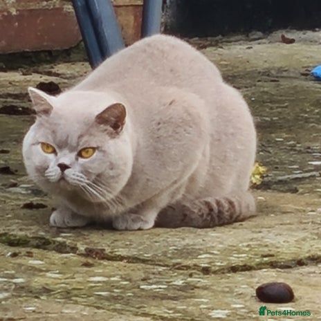 British Shorthair cats in Cheltenham - Advert 1