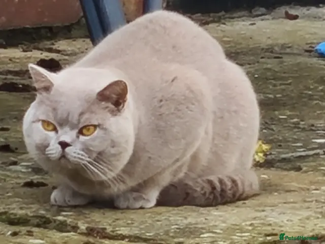 British Shorthair cats LILAC BSH and BLUE BSH STUDS AVAILABLE - Advert 2