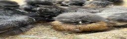 Mixed Breed poultry for sale: Chicks,Brahma, silkie, cross, polish  - Advert 15