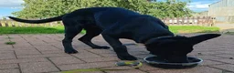 Belgian Shepherd Dog dogs for adoption: COAL - Malinois X GSD - Advert 2