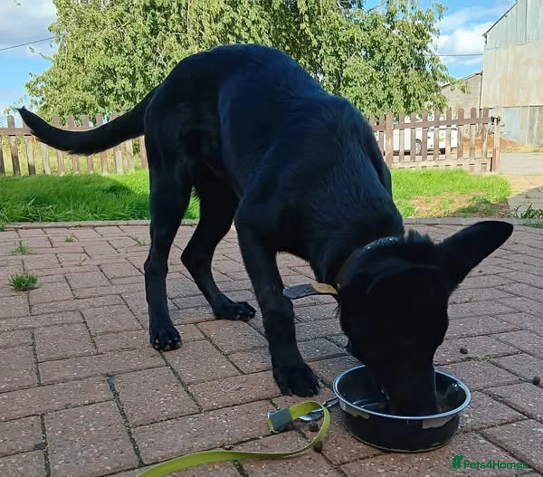 Belgian Shepherd Dog dogs for adoption: COAL - Malinois X GSD - Advert 2