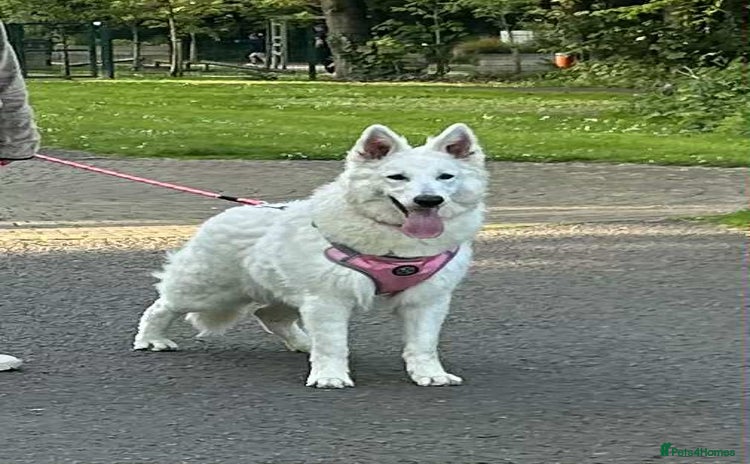 White Swiss Shepherd dogs - Advert 1