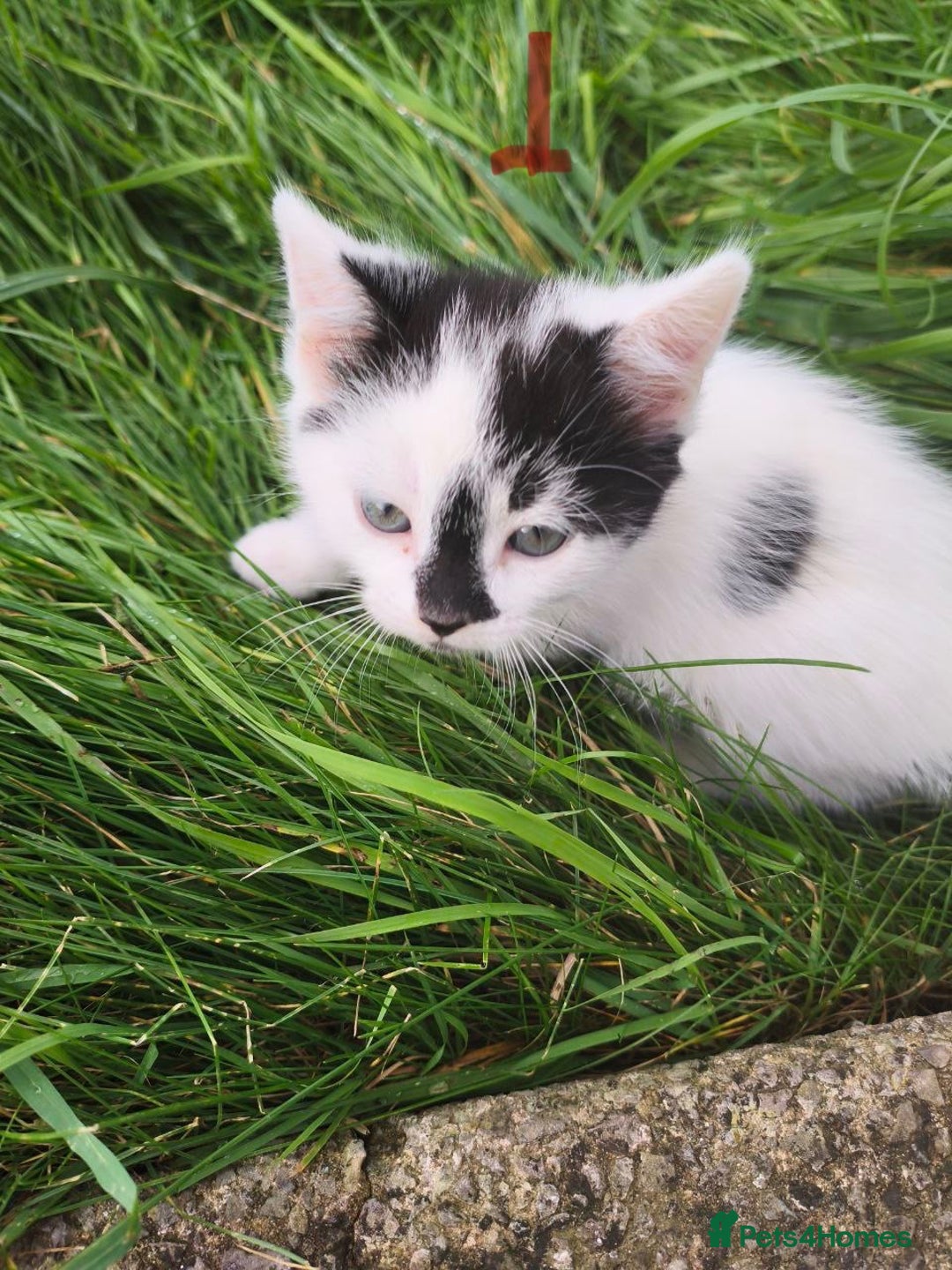 Domestic Shorthair cats for sale: Adorable Kittens Looking for Loving Homes 🐾 - Image 5