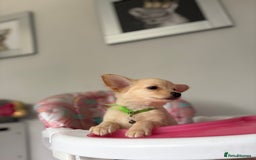 Chihuahua dogs for sale: Chihuahua x Italian volpino (5 puppies left ) 🏆 - Image 33