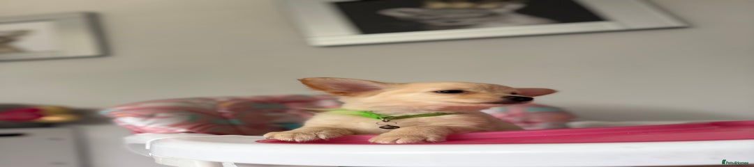 Chihuahua Puppy 