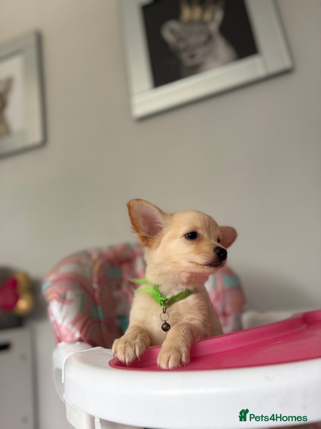 Chihuahua dogs for sale: Chihuahua x Italian volpino (5 puppies left ) 🏆 - Image 33