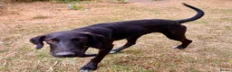 Mixed Breed dogs for adoption: Colin- stunning 7 mth old Lab x Pointer - Advert 7
